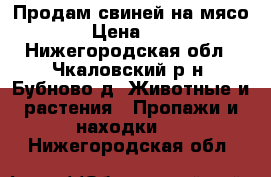 Продам свиней на мясо › Цена ­ 1 - Нижегородская обл., Чкаловский р-н, Бубново д. Животные и растения » Пропажи и находки   . Нижегородская обл.